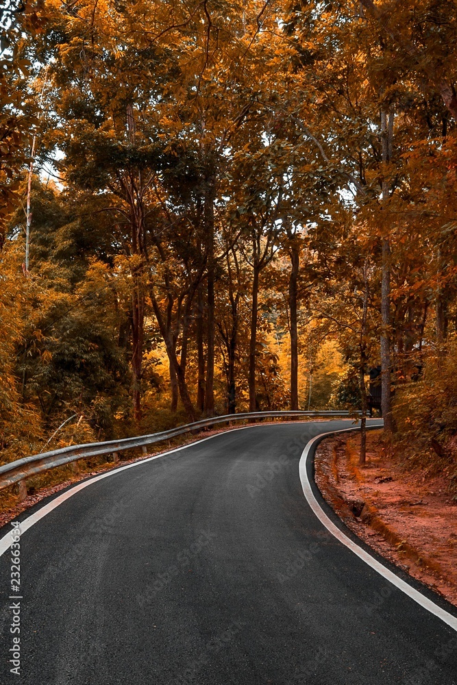 Curve road in to the forest autumm tone