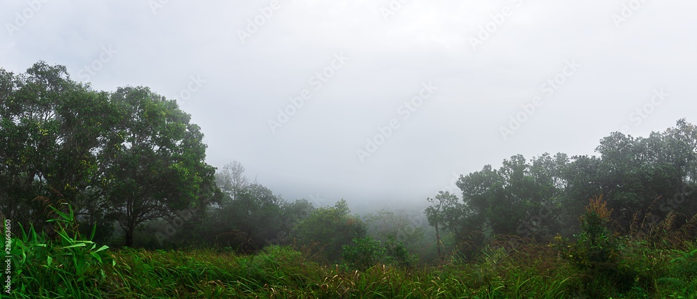Panorama misty forest mountian background