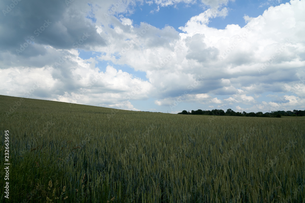 Endless crop field with a nice cloudy sky and a small forest in the background.