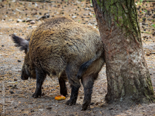 Wildschwein photo