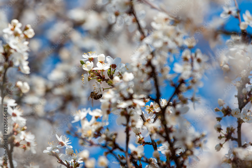 white blossom tree and bee