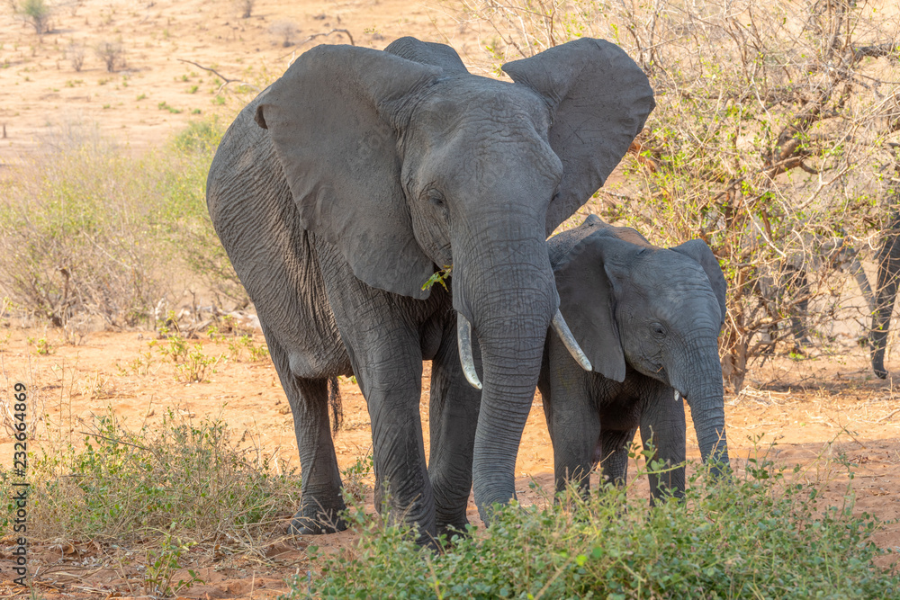Fototapeta premium Elefanten Kuh und Kind stehen im Busch