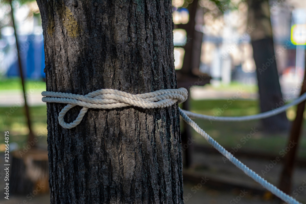 Rope tied to a tree by a sea knot