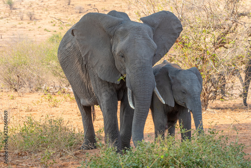 Elefanten Kuh und Kind stehen im Busch