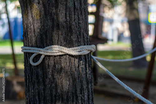 Rope tied to a tree by a sea knot © Николай Батаев