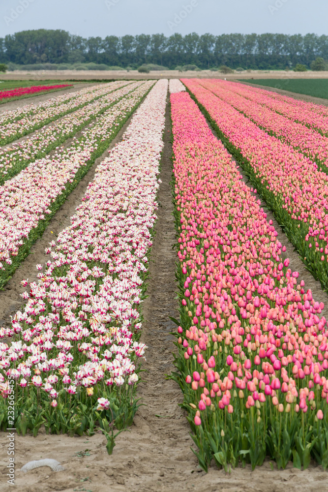 Field of tulips