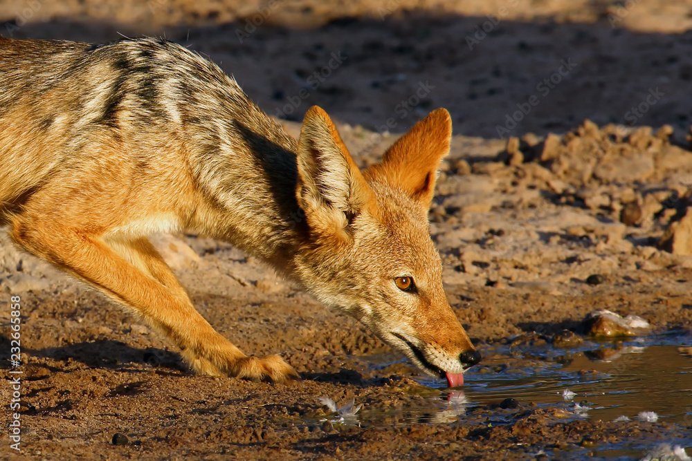 Fototapeta premium The black-backed jackal (Canis mesomelas) drinks at the waterhole in the desert. Jackal by the water in the evening light. Jackal at sunset at waterhole. Jackal portait.
