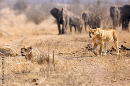 African lion  Panthera leo kruegeri  in savannah. Pride of lions subsides herd of elephants.