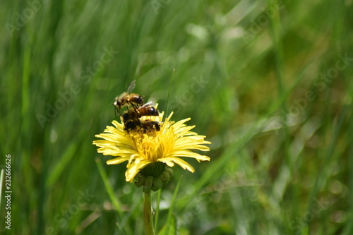 Bienen © michas360perspektive