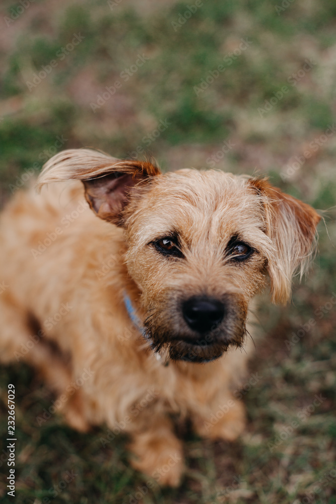 Adorable Terrier Dog