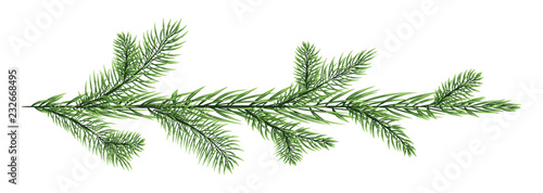 Fir branch isolated on white background