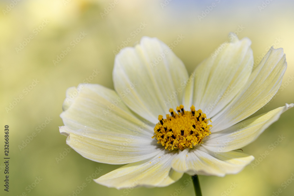 Obraz premium Lemon yellow cosmos, taken in Ibaraki prefecture, Japan