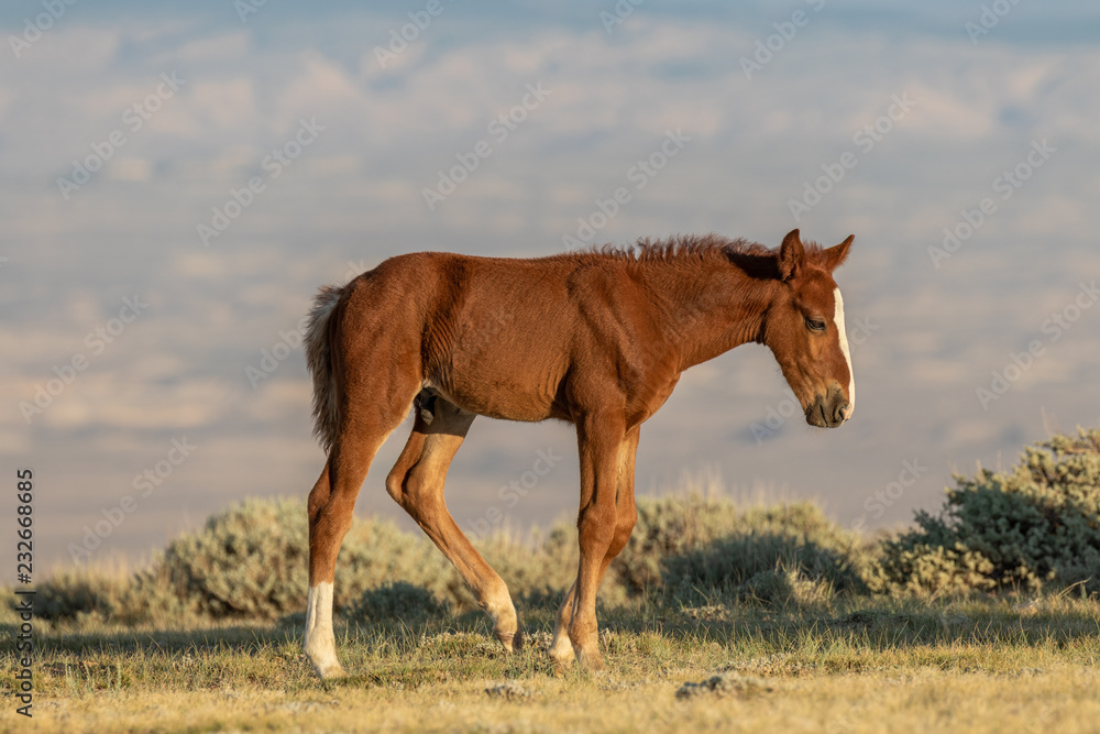 Fototapeta premium Cute Wild Horse Foal in Summer