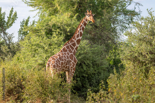 Full body portrait of reticulated giraffe  Giraffa camelopardalis reticulate  in northern Kenya landscape