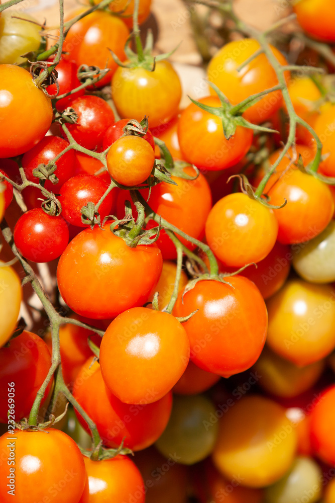 Ripe tomatoes in an organic garden.