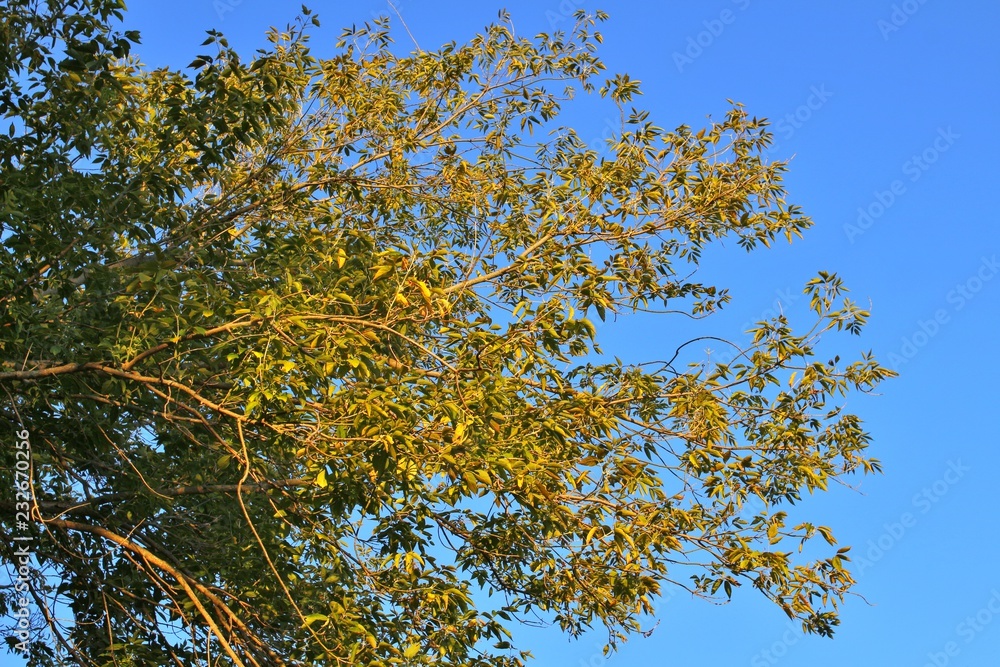 Fototapeta premium Tree branches against the blue sky