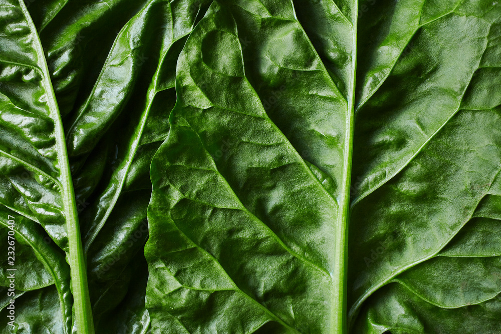 Close Up view of Large leaf sorrel Close Up view of Large leaf sorrel