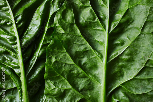 Close Up view of Large leaf sorrel