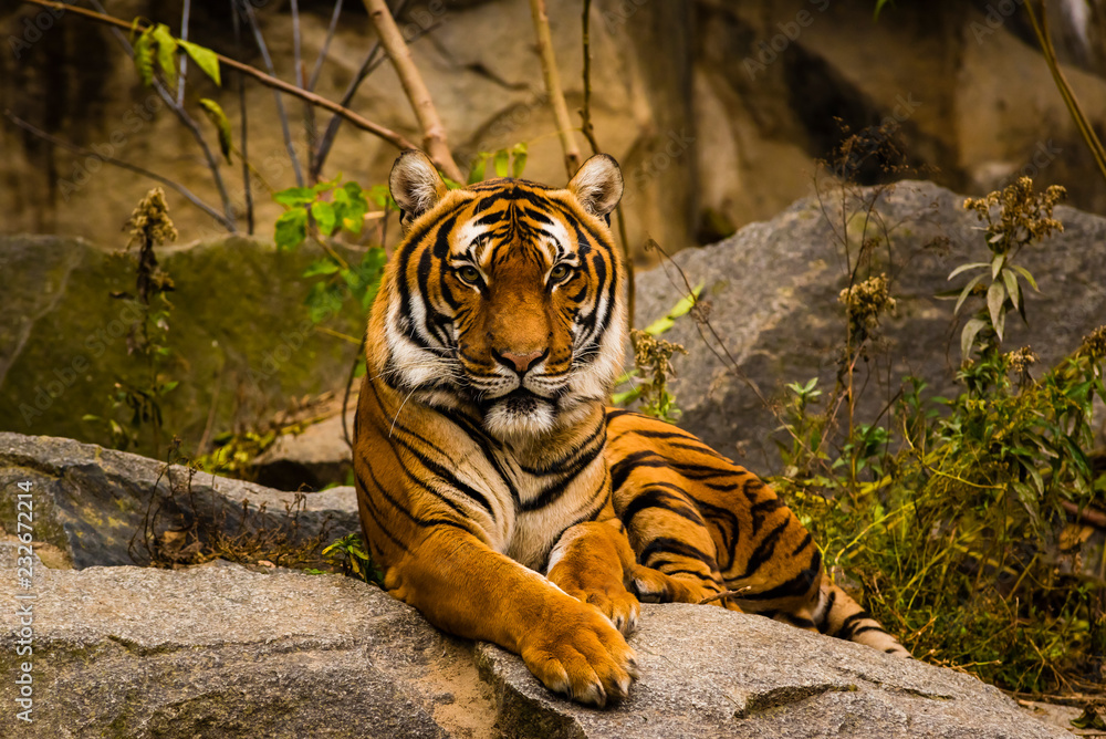 Big Tiger in a Zoo, A tiger is lying on a rock, nice big tiger in a ...