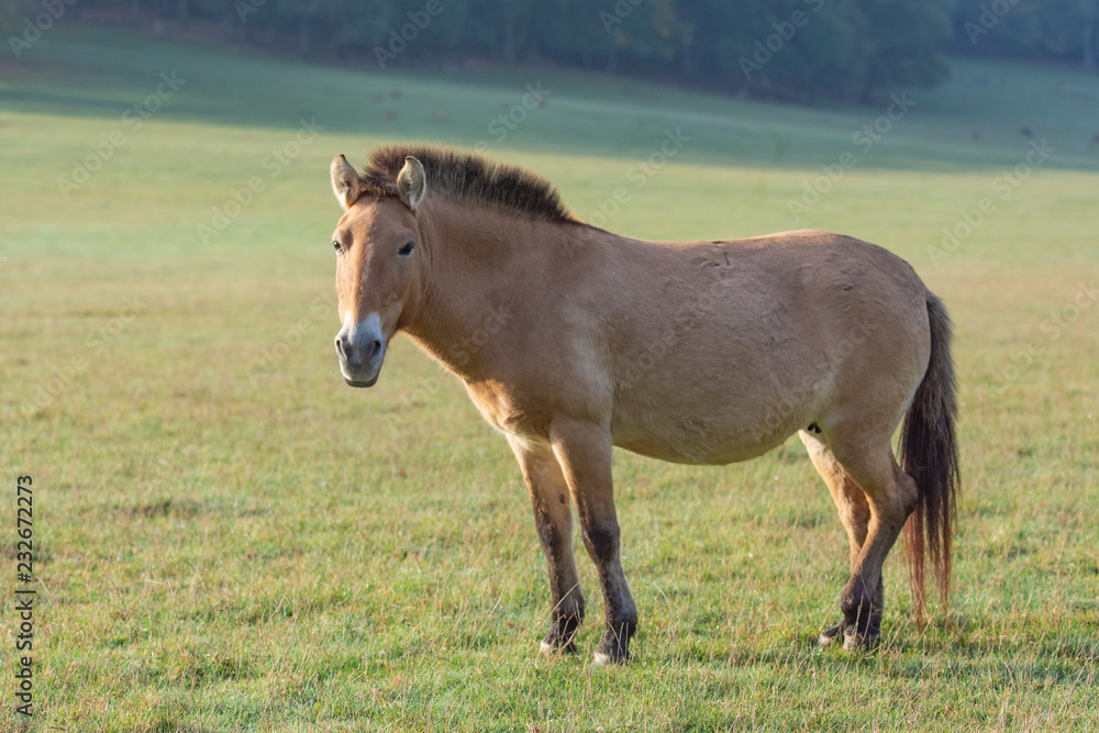 Fototapeta premium Cheval de Przewalski