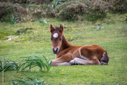 Little brown horse resting on the grass of the field