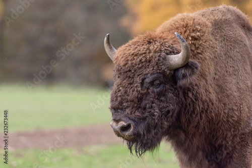 Bison d'Europe