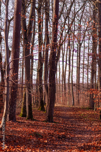 Paysage d'érables en automne en France