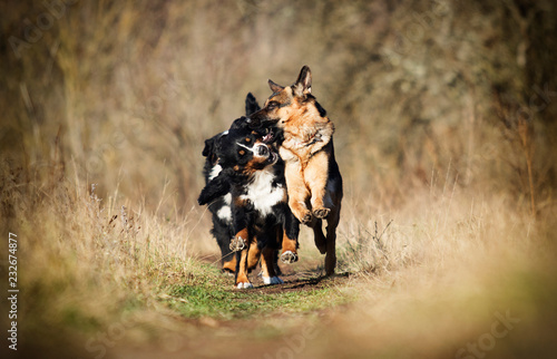 Photography group of dogs running the field