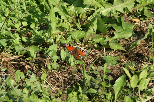 butterfly between the grass and flowers