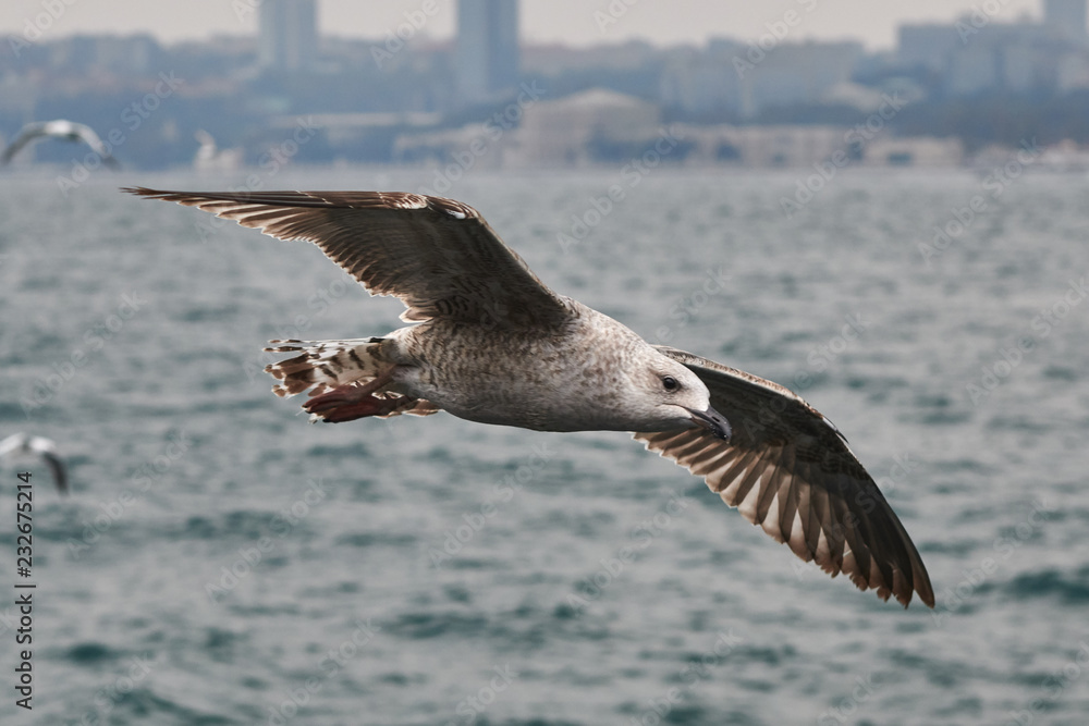 Naklejka premium Over Bosphorus