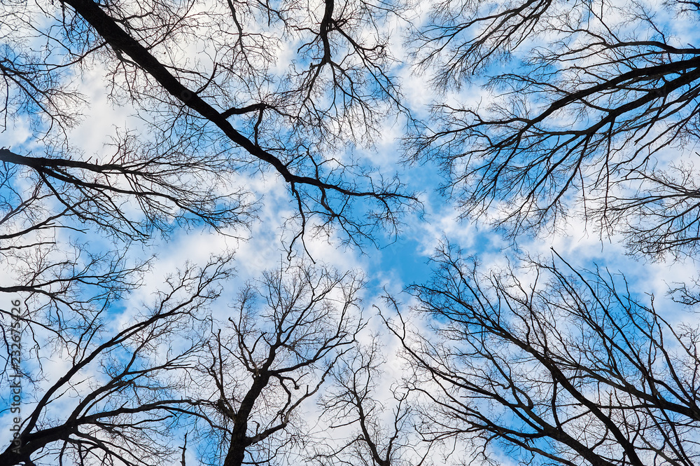 Branches and tops of trees without leaves against blue sky. Early spring Branches and tops of trees without leaves against blue sky. Early spring
