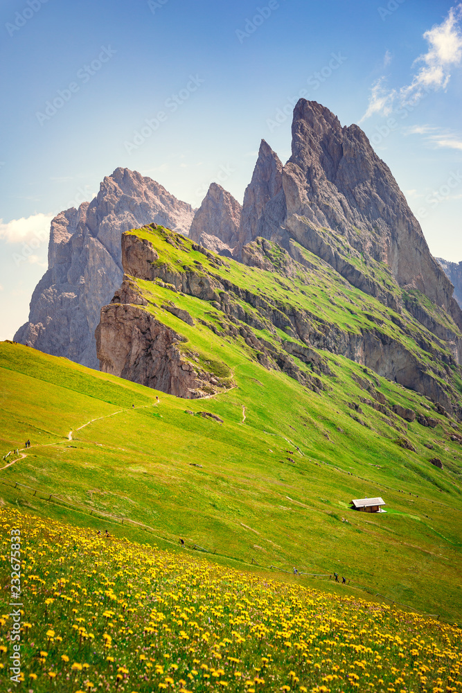 Dolomites Alps in springtime, green grass and flowers, Seceda mount in background. Trentino Alto Adige, Italy