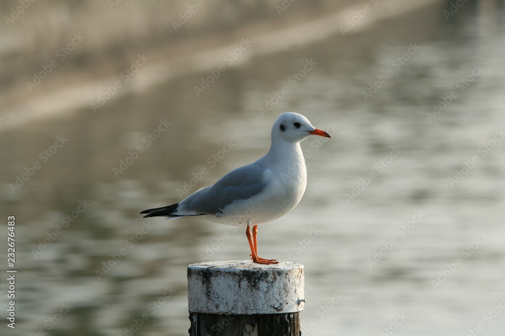A common seagull in observation A common seagull in observation