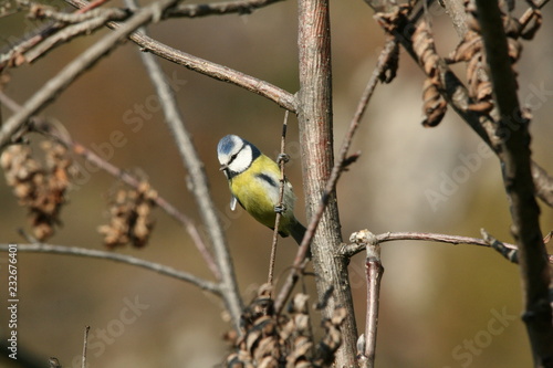 The nice and lively bird blue tit