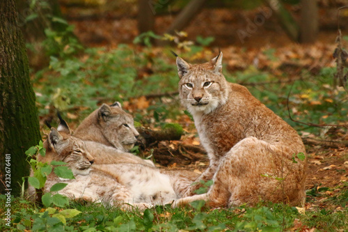 Luchse (Lynx) © MerkAngela.WH