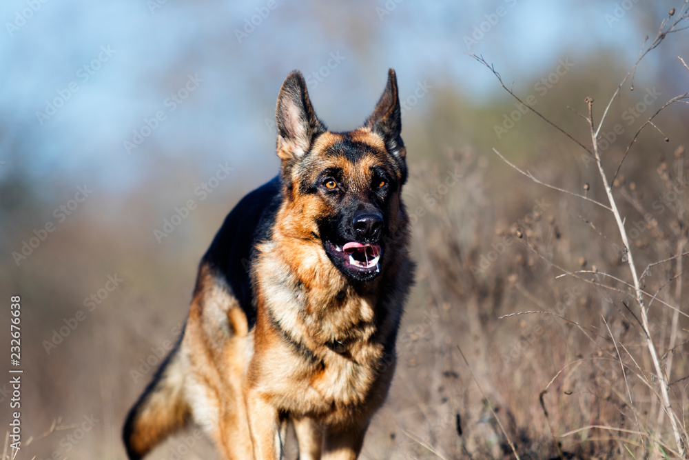 german shepherd dog outdoor german shepherd dog outdoor