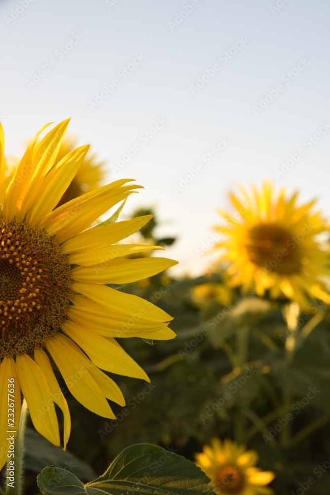 Obraz premium sunflower in field