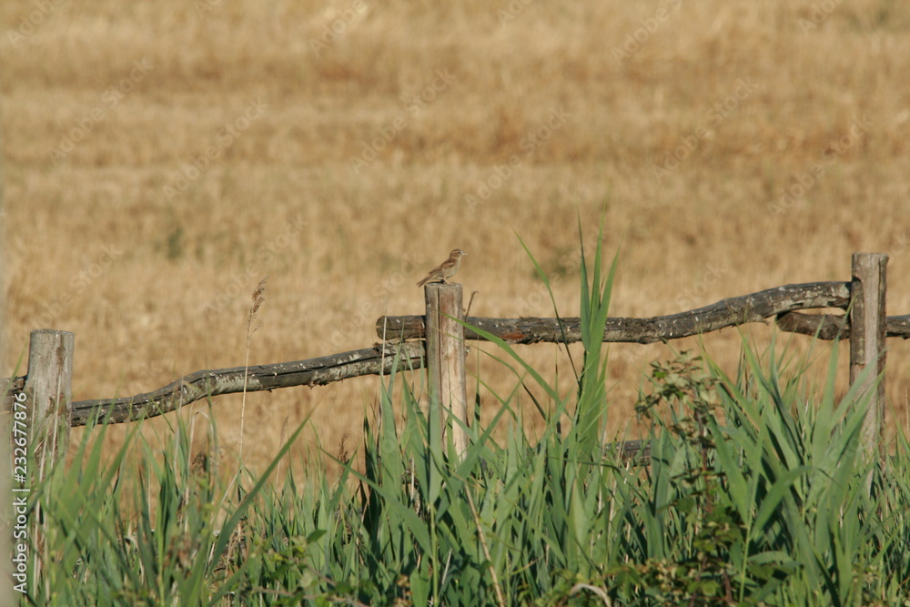Fototapeta premium which way do I go?