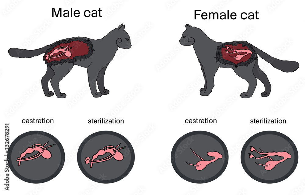 Castration and sterilization of cats. Stock Vector Adobe Stock