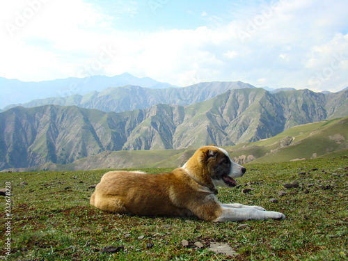 dog on top of mountain