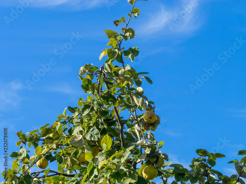 Billede på lærred Le cognassier (Cydonia oblonga) aux branches remplies de coings en automne