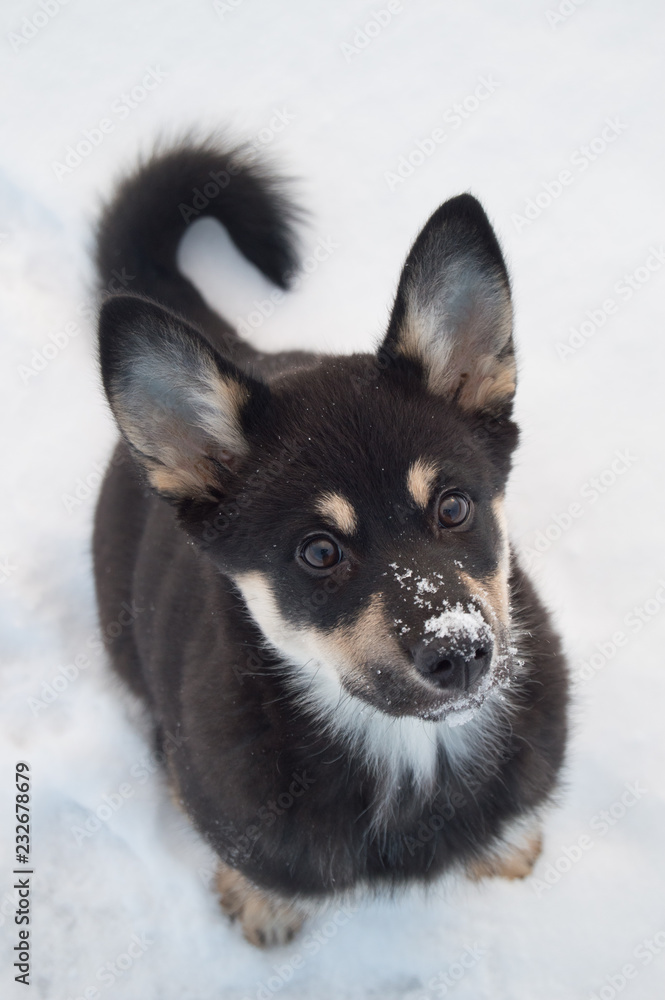 Cute puppy dog sitting in snow and watching Cute puppy dog sitting in snow and watching