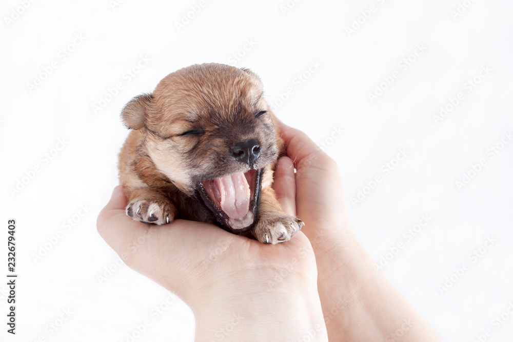 Obraz premium beautiful and funny newborn puppy in the hands of a caring owner. small breed dog isolated on white background.