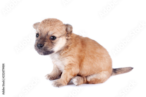 Fototapeta Naklejka Na Ścianę i Meble -  cute and funny newborn puppy. small breed dog isolated on white background.