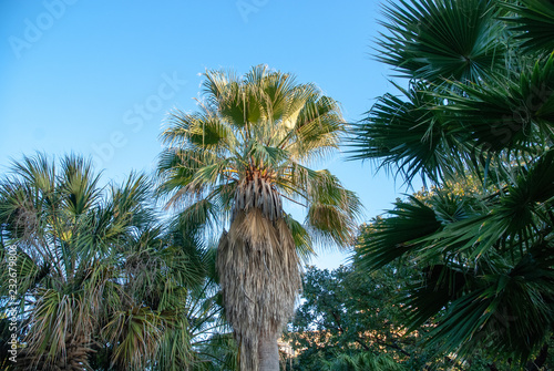 Palm Tree with Blue Sky