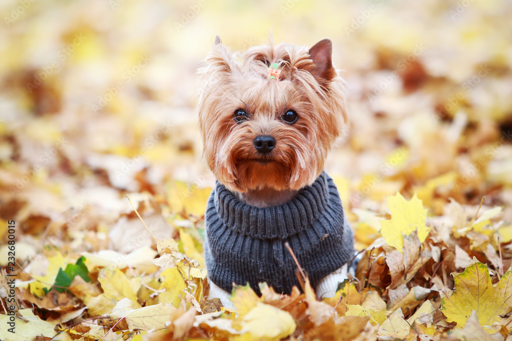 yorkshire terrier in a sweater in autumn park - obrazy, fototapety, plakaty 