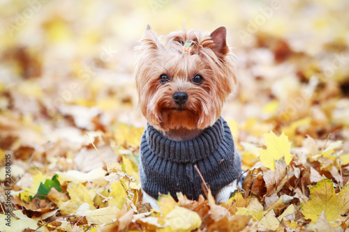 yorkshire terrier in a sweater in autumn park
