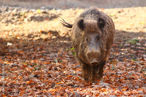 Wildschwein (Sus scrofa) photo