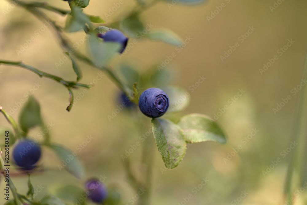 Vaccinium myrtillus (European blueberry) Vaccinium myrtillus (European blueberry)