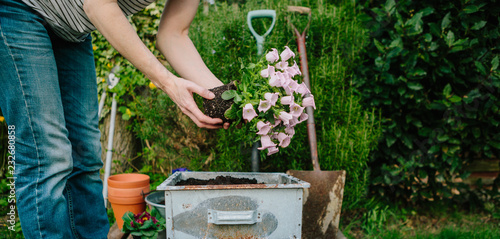 potting up spring flowers in the garden